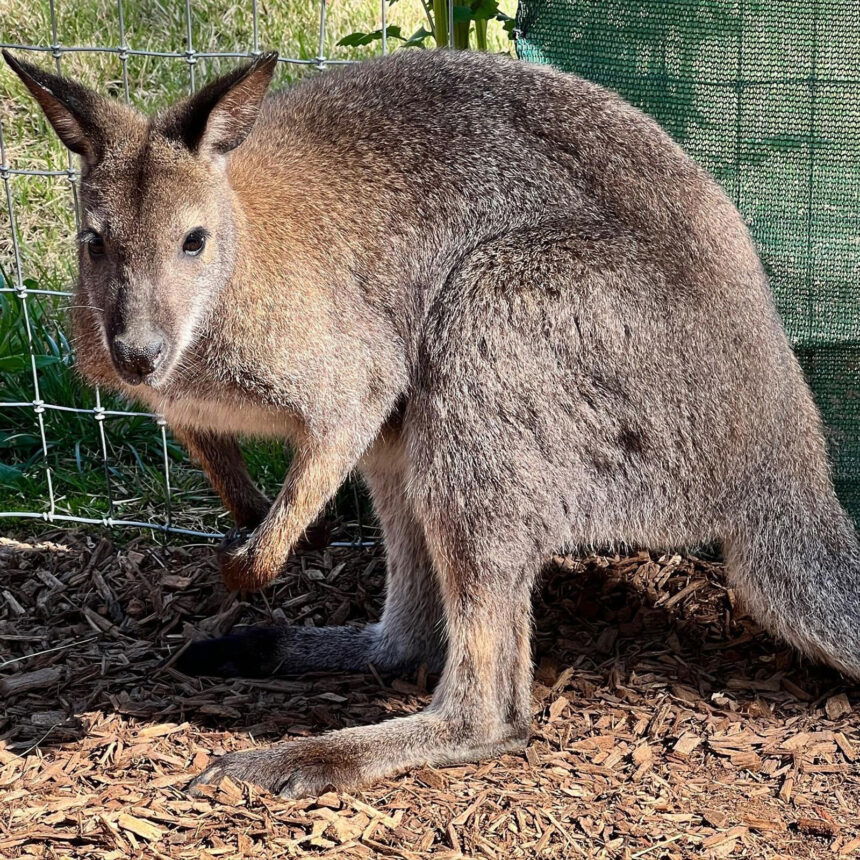 Rock-wallaby rescue