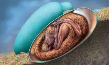 An illustration of a baby oviraptosaur curled up inside its egg is based on an exceptional fossilized dinosaur egg.