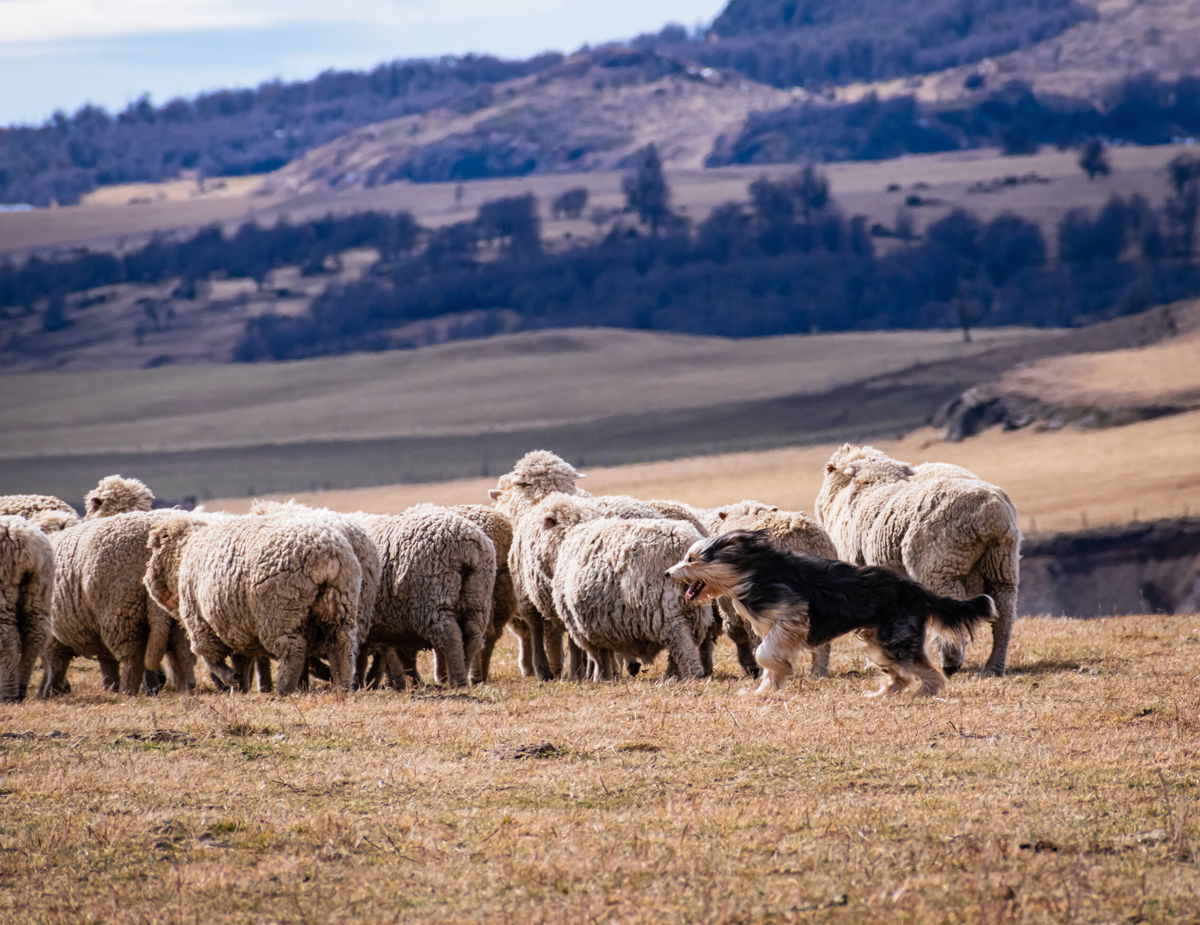 <i>Rodrigo Muñoz/PLoS Genetics</i><br/>Sheepdogs were brought from the UK to South America to herd sheep.