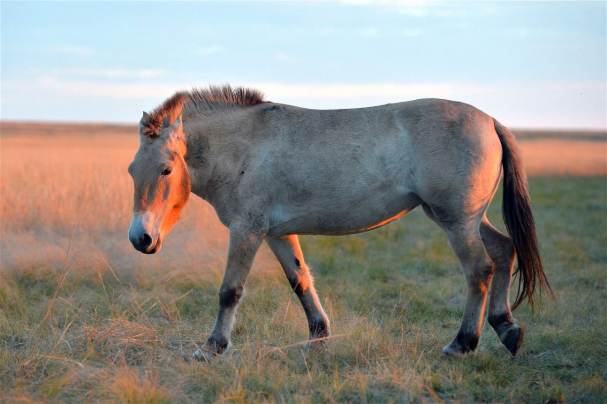 <i>Alexei Druzhinin/TASS/Getty Images</i><br/>Przewalski's horse
