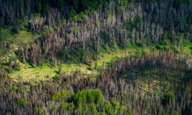 A patch of fire-damaged forest in Alaska. Boreal forests — just south of the Arctic circle in Canada