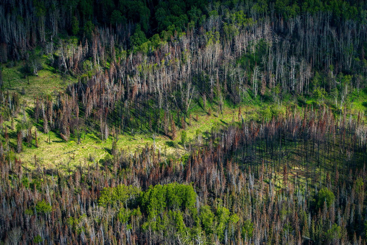 <i>Orjan F. Ellingvag/Corbis/Getty Images</i><br/>A patch of fire-damaged forest in Alaska. Boreal forests — just south of the Arctic circle in Canada