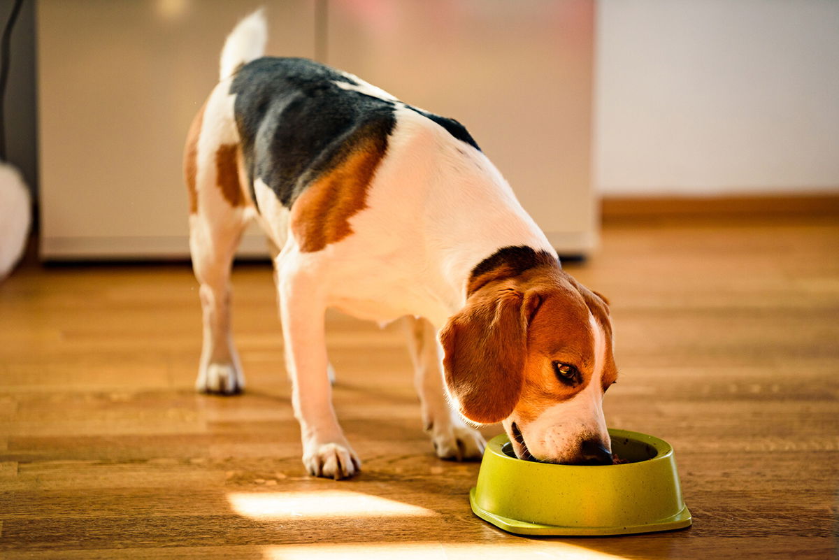 How to Clean Your Dog's Bowl the Right Way