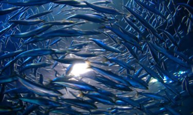 Researchers found that the frantic movement of anchovies during their spawning season has a significant impact on ocean turbulence.