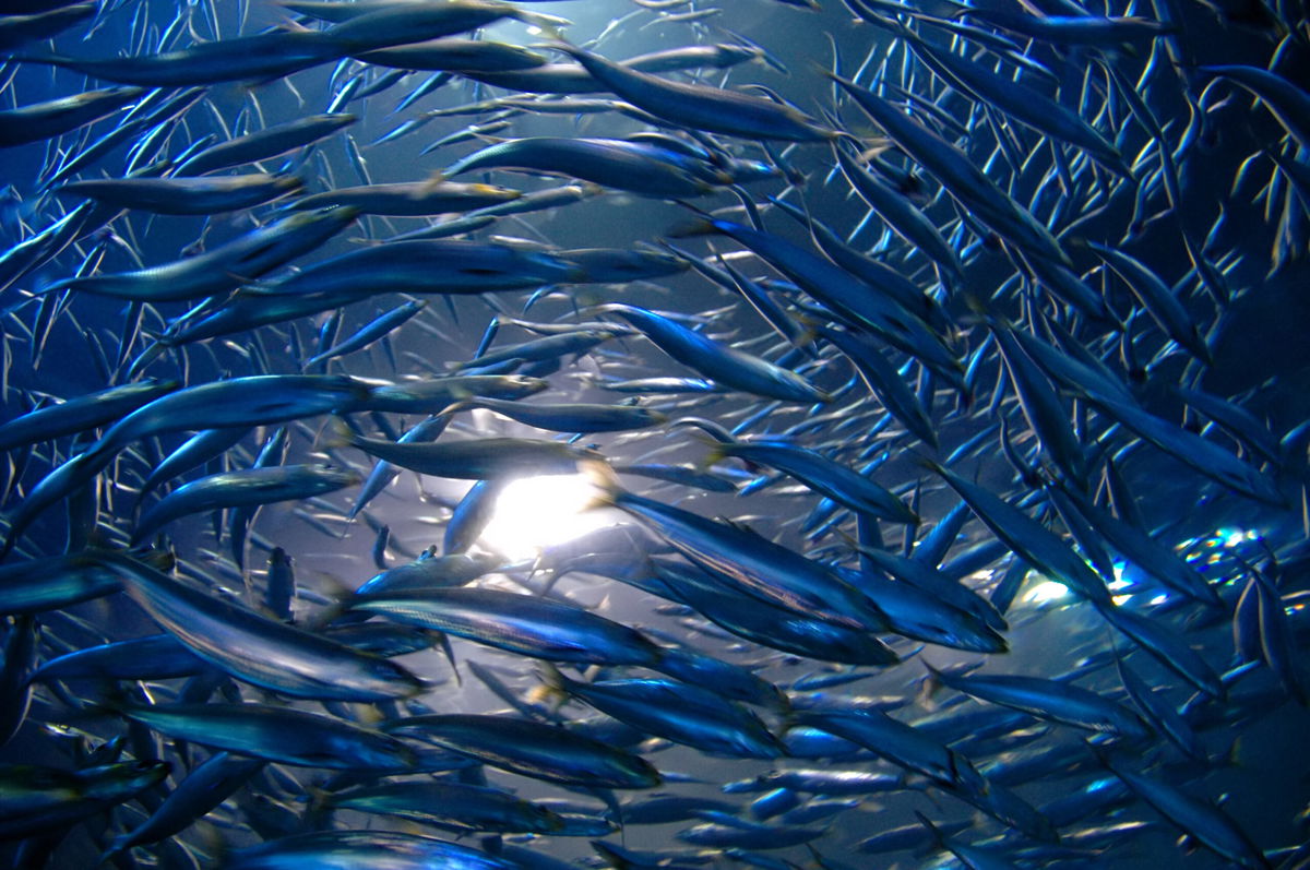 <i>Nikontiger/Getty Images</i><br/>Researchers found that the frantic movement of anchovies during their spawning season has a significant impact on ocean turbulence.