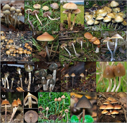 Composite image shows the diversity of mushrooms from the genus Psilocybe that contain psilocybin
