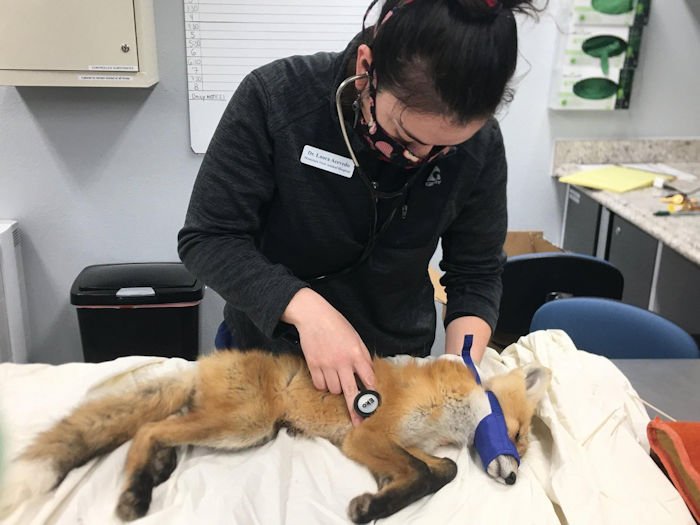 A baby red fox gets a veterinarian checkup