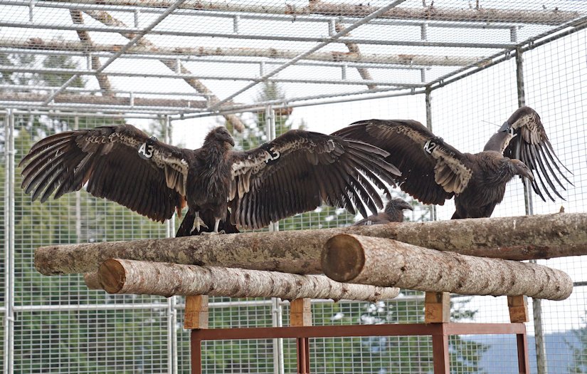 A zoo-hatched California condor was released Tuesday morning in Redwood National Park