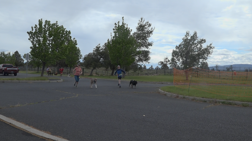 First Canicross Dog and Jog held; fun new way to exercise with your dog