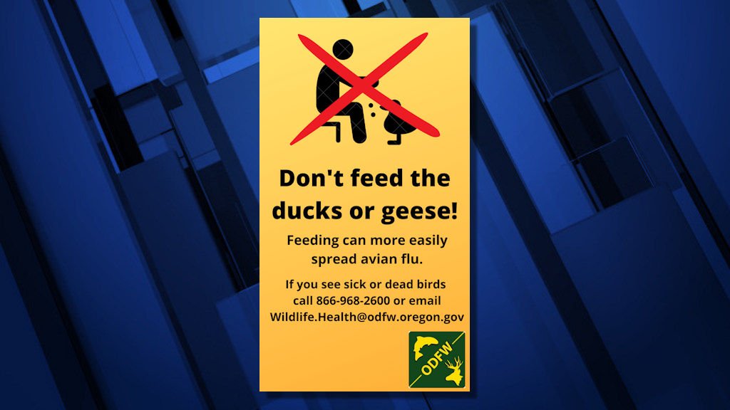 Highly pathogenic avian influenza found in a herd of ducks and geese in the backyard of Pork County