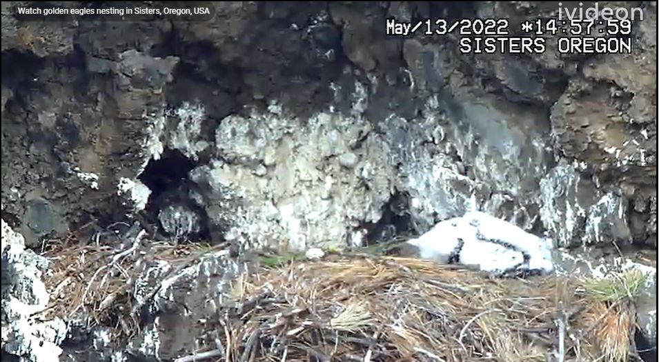You can watch a pair of nesting golden eagles, and their eaglet, live at Whychus Creek in Sisters