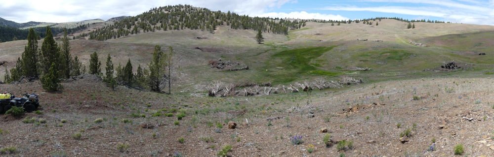 Grassland near Beaver Creek in the Deschutes Basin after juniper removal and native grass restoration