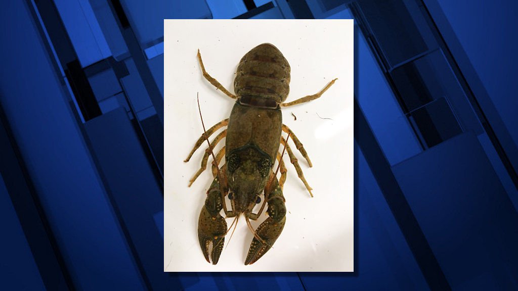 Photo of a non-native Northern crayfish found in Ashland canal and submitted to the Oregon Invasive Species hotline