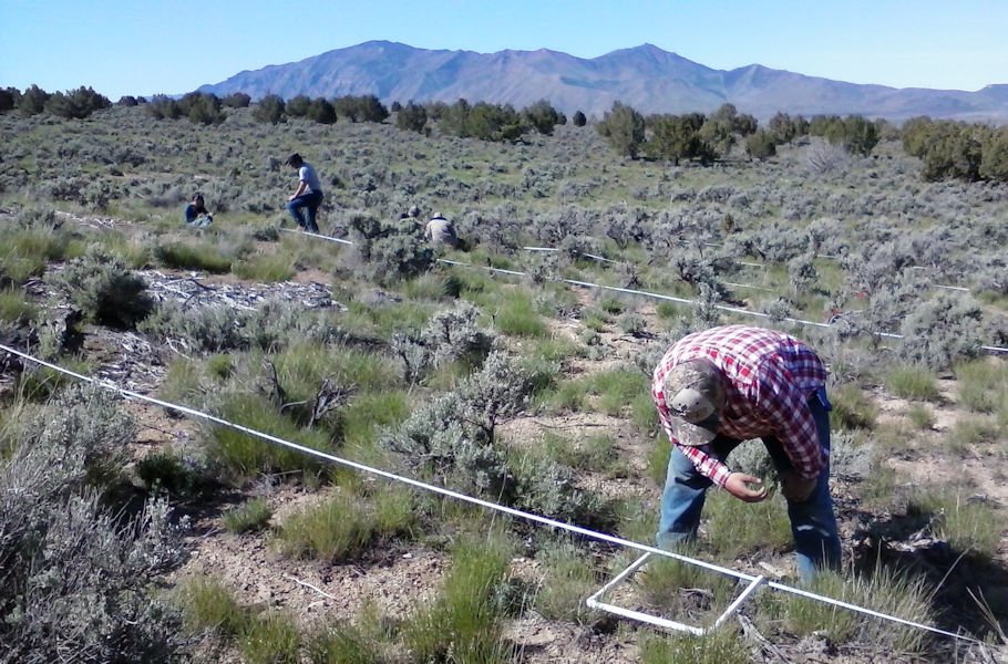 A sagebrush ecosystem in the background has been encroached by western juniper. In the foreground, researchers are measuring plants where the juniper have been cut
