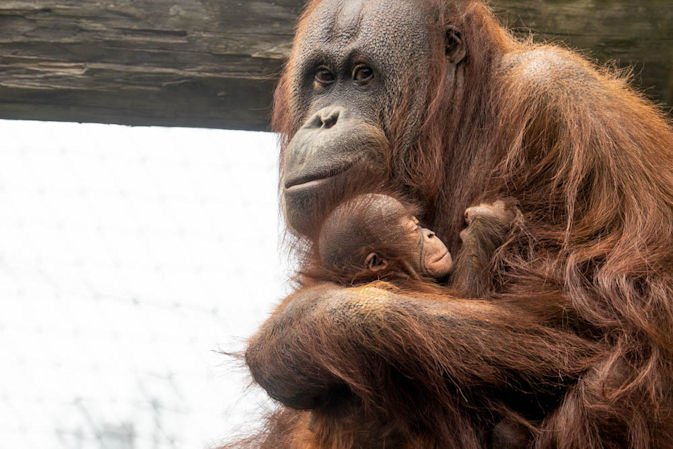 Bornean orangutan Kitra cares for her 3-week-old baby; keepers have named the new arrival Jolene