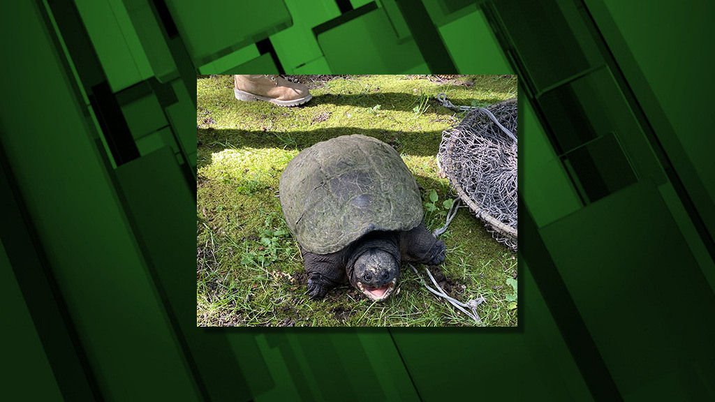 ODFW asks public to report sightings of snapping turtles, bring them to agency if possible