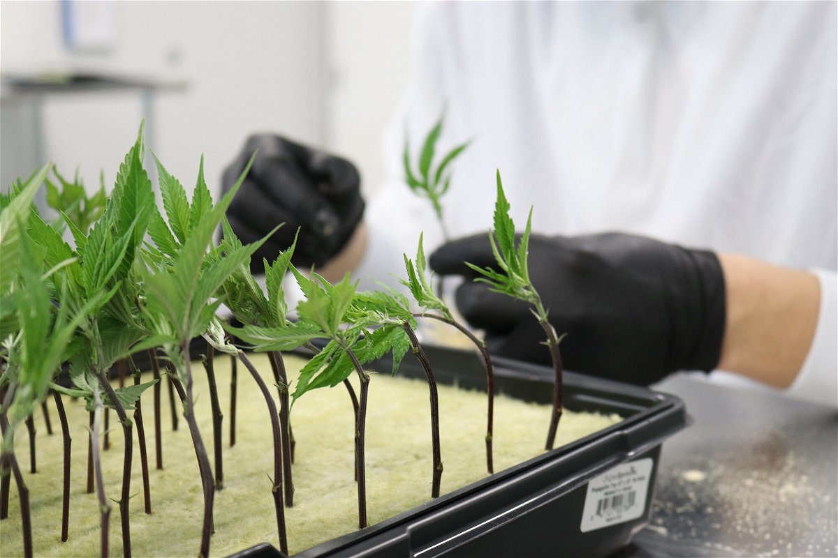 <i>Courtesy Hawthorne Gardening Company</i><br/>Cannabis cuttings at Hawthorne's R&D center in Kelowna
