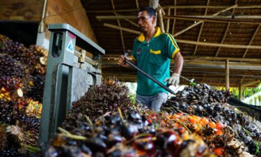 Indonesia will lift a ban on exports of palm oil