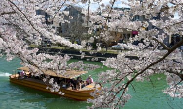 Human-induced climate crisis is making Japan's cherry blossoms bloom earlier.