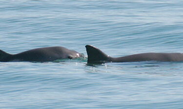A vaquita mother (right) and her calf (left) can be seen as they surface in the waters off San Felipe