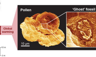 This diagram shows how tiny the ghost fossils were compared with fossilized pollen.