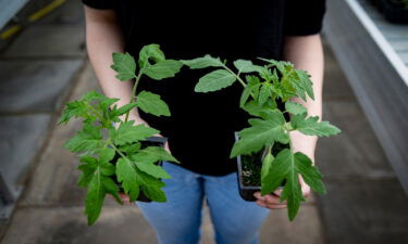 The tomato plant on the left is gene edited.