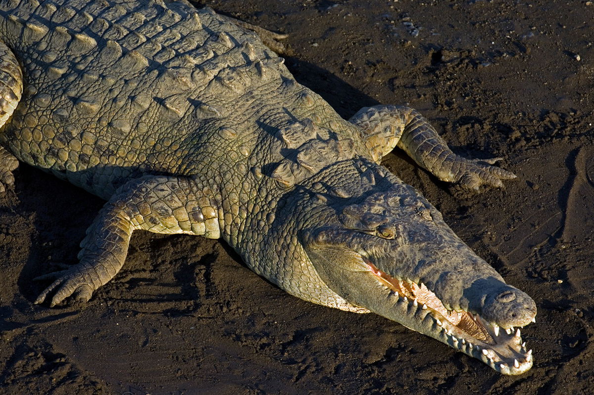 <i>Arterra/Universal Images Group/Getty Images</i><br/>This is an American crocodile (Crocodylus acutus). Note the more slender V-shaped snout versus the broader