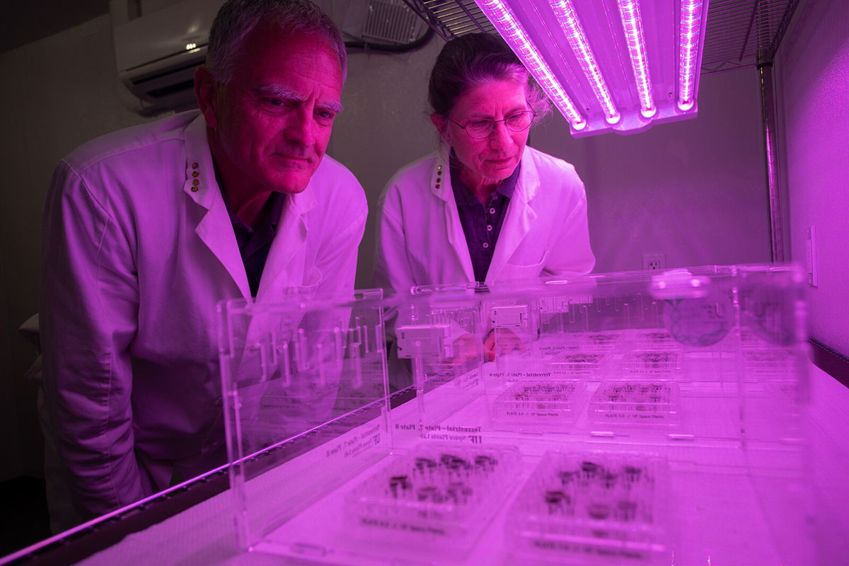 <i>Tyler Jones</i><br/>Plants have been grown in lunar soil for the 1st time ever. (From left) Ferl and Paul grew the seeds under LED lights tuned to optimal wavelengths for photosynthetic plant growth.