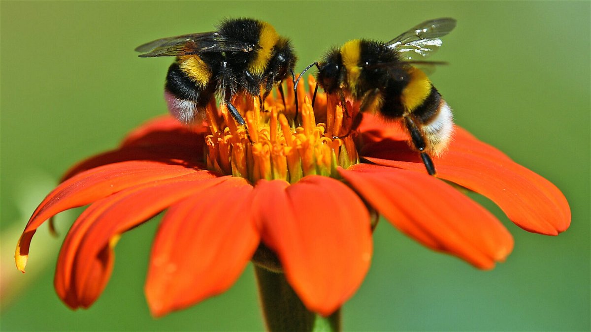 <i>Martin Schutt/picture alliance/Getty Images</i><br/>6 surprising things about bees on World Bee Day.