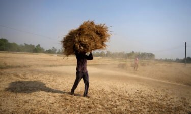 An Indian farmer carries wheat crop harvested from a field on the outskirts of Jammu