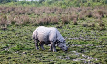 A greater one-horned rhinoceros in Kaziranga National Park