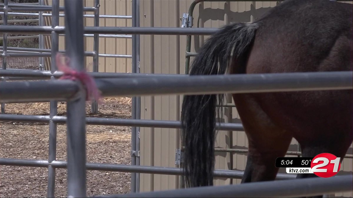 Oregon equine community on edge after 2 Deschutes County horses catch deadly virus, are put down