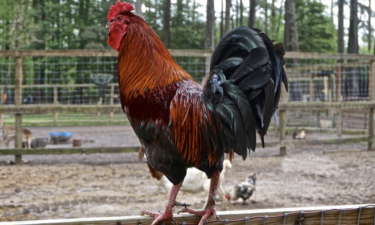 How the avian influenza has impacted Oregon