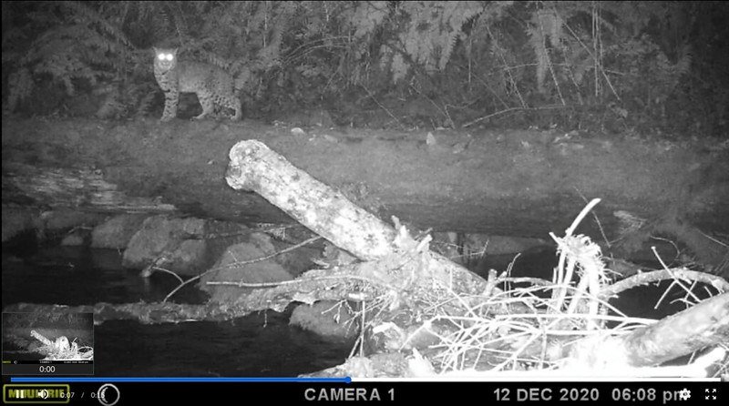Bobcat observed by a motion-triggered camera operated by Oregon State University researchers at Rock Creek, just west of Corvallis