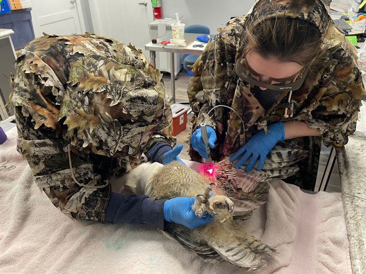 Injured baby great horned owl recovering at Bend wildlife hospital after barbed wire fence entanglement