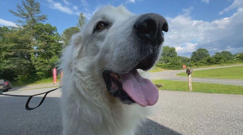 <i>WLOS</i><br/>A Great Pyrenees in Graham County has gotten into some legal trouble.