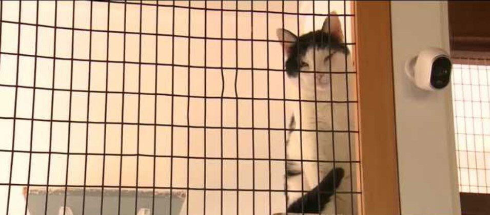 <i>KOAT</i><br/>Feline and Friends New Mexico is a local organization that runs off donations and they rescue cats with special needs