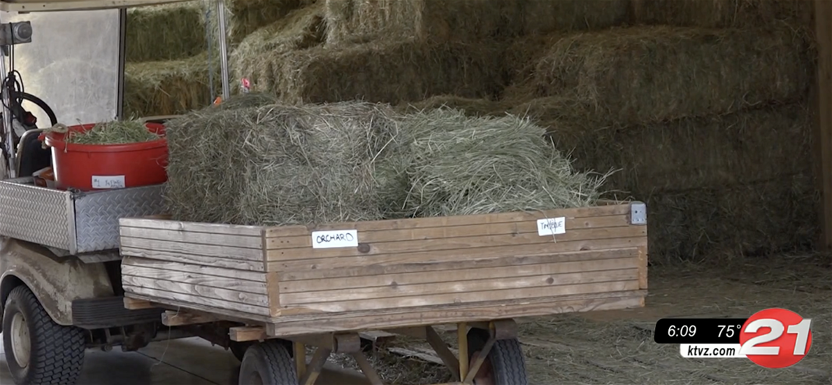 Record-high hay prices add to struggles for C.O. businesses, with impacts on Sisters ranch and stable owners