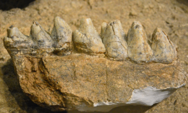 See how many dinosaur fossils are in Oregon
