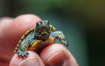 One of the tiny northwestern pond turtle hatchlings that recently arrived at the Oregon Zoo