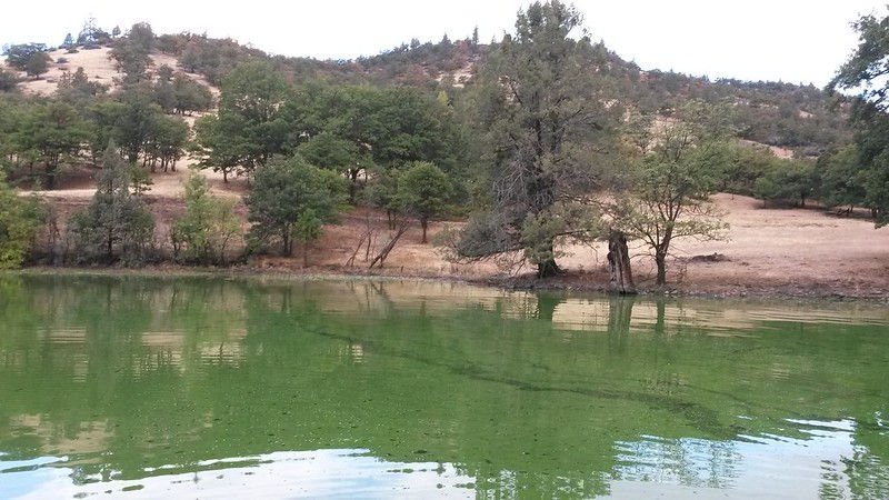 Toxic Microcystis algae grow in a large bloom in the Copco Reservoir on the Klamath River, posing health risks to people, pets and wildlife.