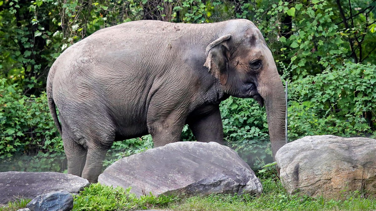 <i>Bebeto Matthews/AP</i><br/>New York's highest court ruled on June 14 that an elephant at the Bronx Zoo is not a 