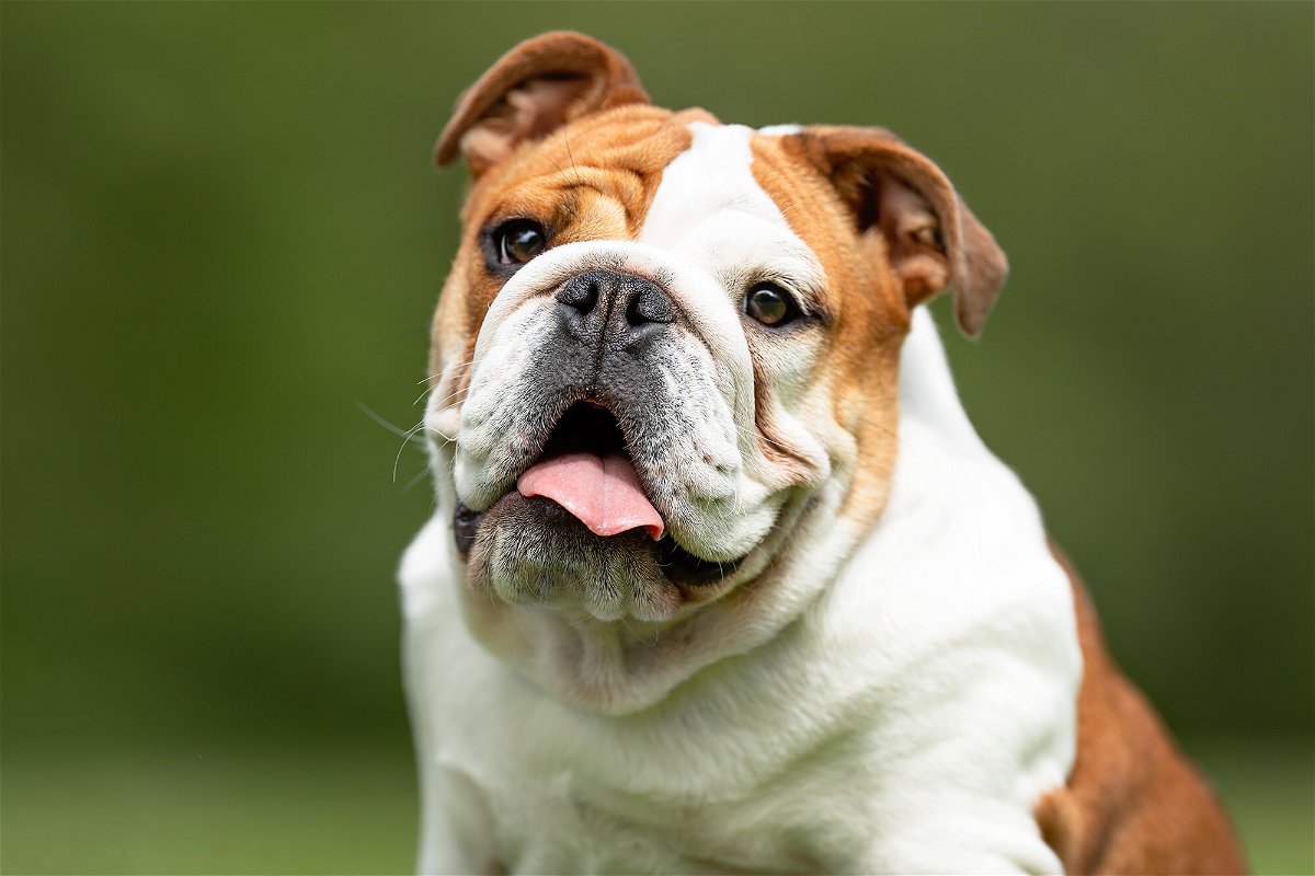 <i>Adobe Stock</i><br/>Veterinarians are calling on animal lovers to stop buying English bulldogs