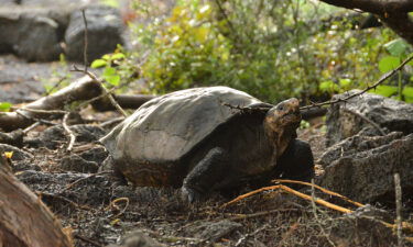 Fernanda is genetically distinct from other species of giant tortoise in the Galapagos.