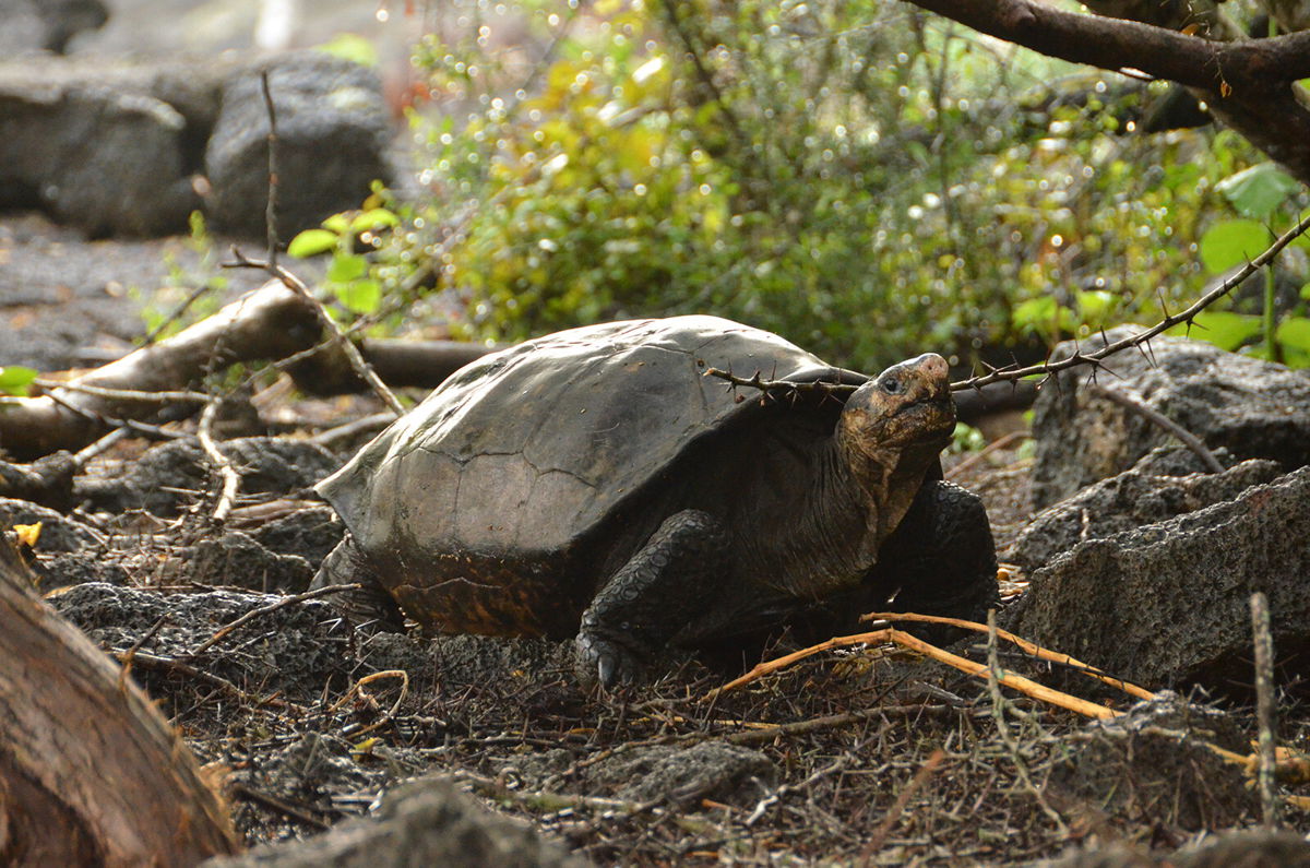 <i>Galapagos Conservancy</i><br/>Fernanda is genetically distinct from other species of giant tortoise in the Galapagos.