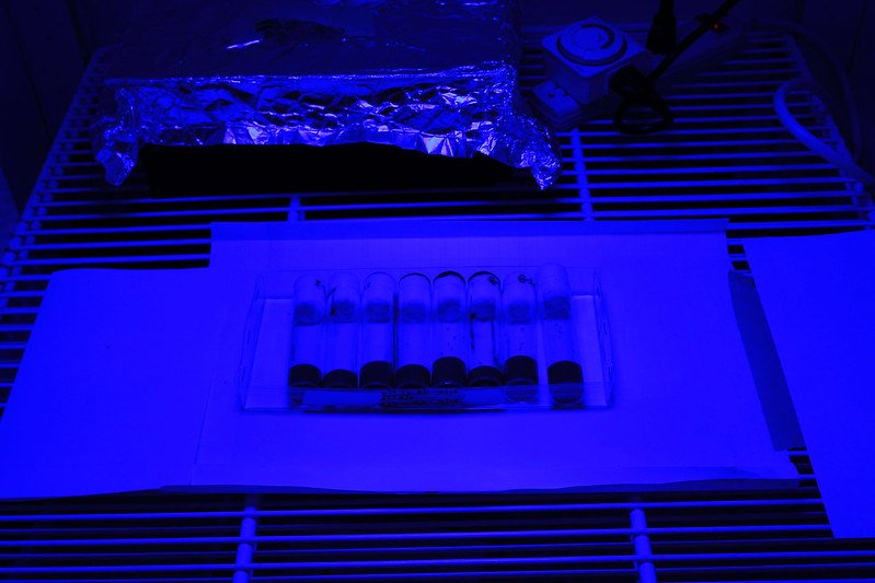 Fruit flies under blue light for an experiment on the light's effect on aging