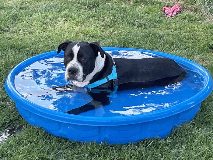A pool is cool for a hot dog on a summer day