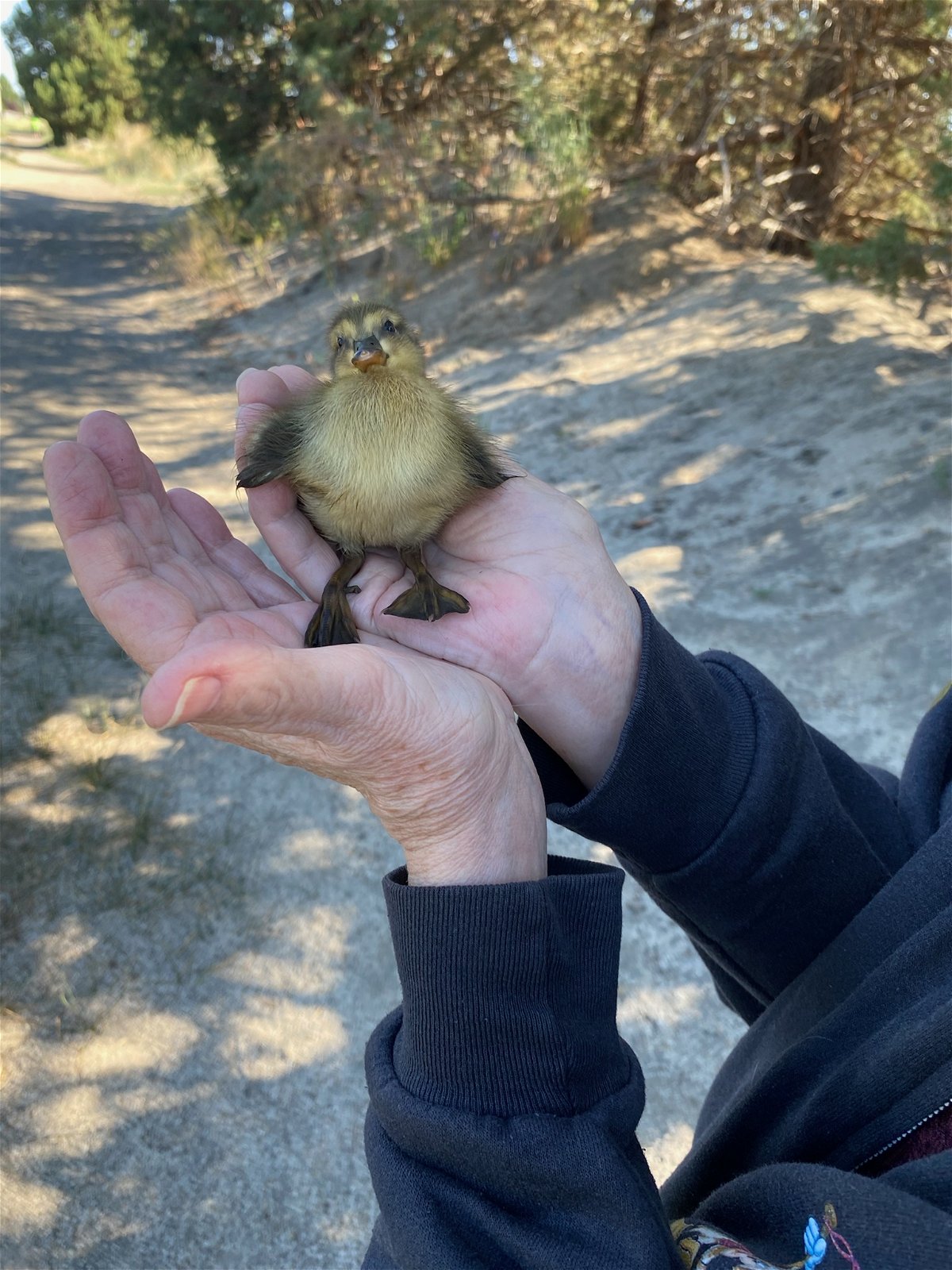 A save that’s all it’s quacked up to be: Bend family and neighbors come together to rescue 10 baby ducks