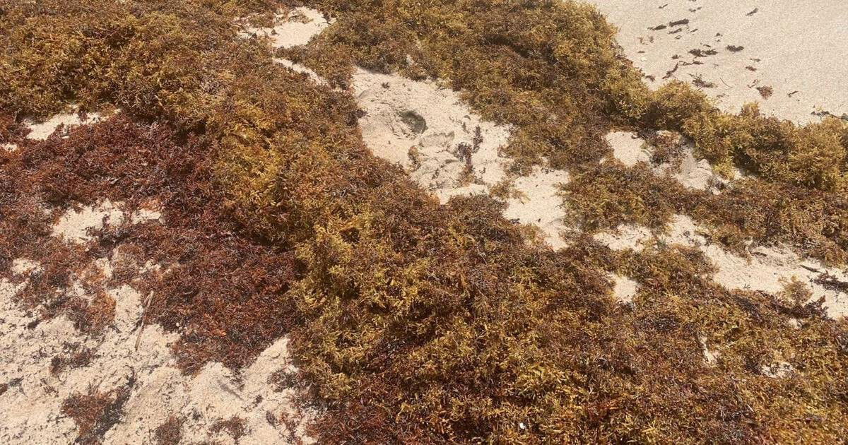 <i>WFOR</i><br/>Sargassum seaweed blowing ashore from the ocean. CBS4's drone video shows just how widespread it is on the sand it also shows large clumps floating in the water.