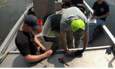 There are efforts to reduce invasive fish populations on Twin Cities lakes by a process called "electro-shock."